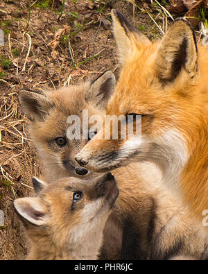 Fox Red Fox animal mother interacting with its babies in the forest in its surrounding and environment. A mesmerizing moment between mother and baby. Stock Photo