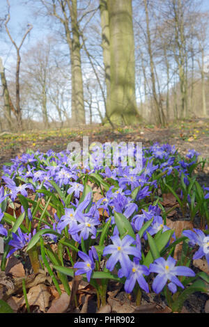 Scilla, blue stars in spring Stock Photo