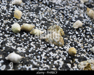 Group of dog whelk and limpet mussels covered by barnacles Stock Photo