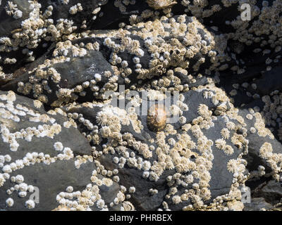 Colony of small mussels (Balanidae) around a bigger mussel (limpet) Stock Photo