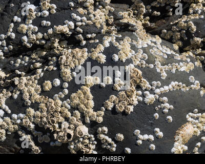 Colony of small mussels (Balanidae) on black rock Stock Photo