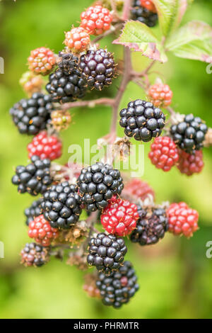 truss of wild blackberries (rubus fruticosus) with ripe and unripe berries - uk Stock Photo