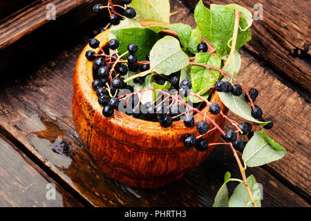 Aronia melanocarpa or black chokeberry with leaves.Herbalist