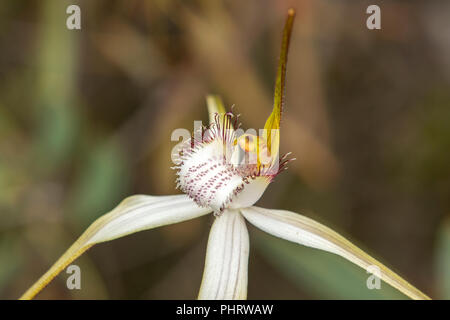 Caladenia longicauda ssp. eminems, Stark White Spider Orchid Stock Photo