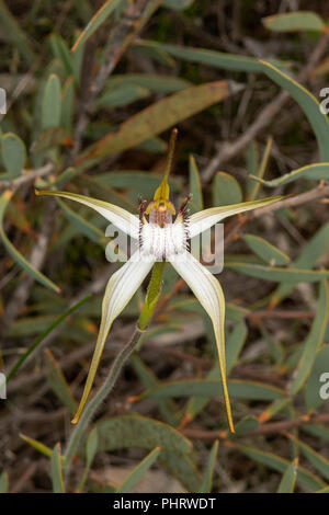 Caladenia longicauda ssp. eminems, Stark White Spider Orchid Stock Photo
