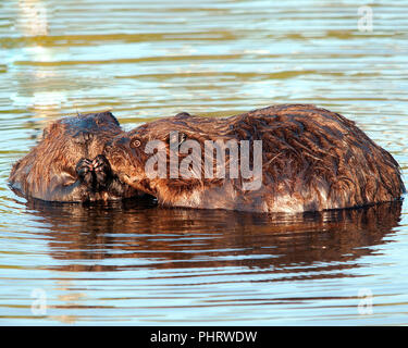 Beavers enjoying its surrounding and their company. Stock Photo