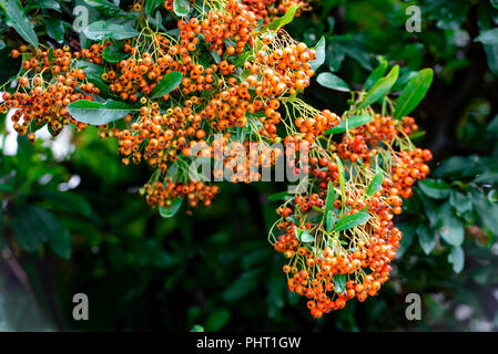 pyracantha saphyr orange cadange, firethorn saphyr orange, rosaceae. Late summer orange berries on this evergreen shrub. Stock Photo