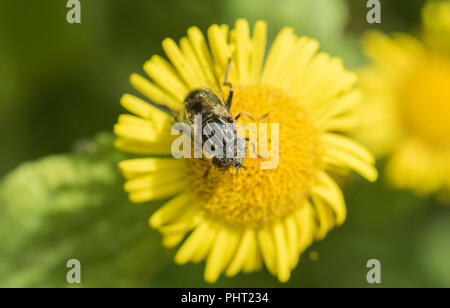 Spotty-eyed Hoverfly (Eristinus sepulcharalis) on Fleabane Stock Photo
