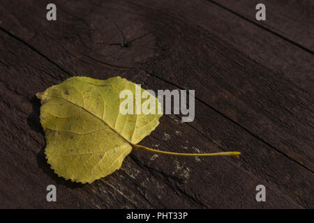 Single fallen bright yellow leaf resting on a brown grainy wooden top of a picnic table outdoors in a park in late summer, showing texture and veins. Stock Photo