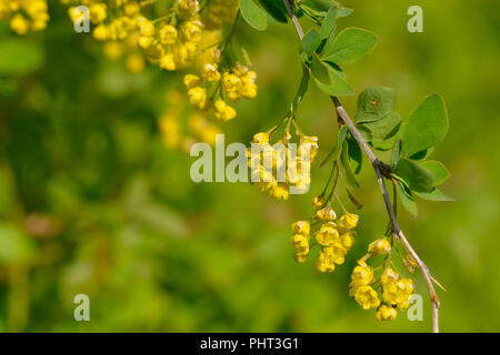 Berberis vulgaris Stock Photo