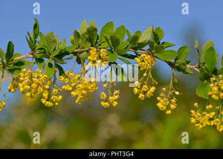 Berberis vulgaris Stock Photo