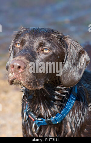 labradinger or springador cross bred dog with wet fur. Stock Photo