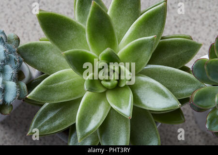 Close up of small green cactus succulent Stock Photo