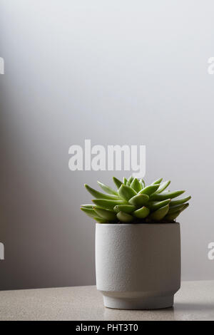 Fresh succulent plant in stone pot on light background. Stock Photo