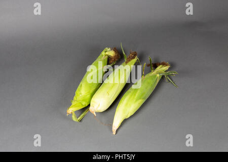 Three Ears of Corn in Husks on a Grey Background Stock Photo