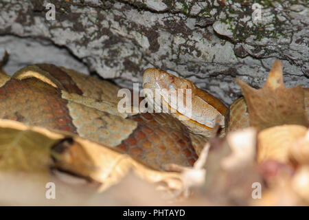 Portrait of a copperhead snake. Stock Photo