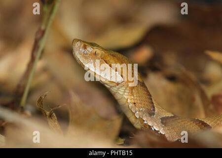 Portrait of a copperhead snake. Stock Photo