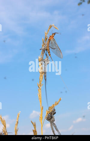 A mayfly hatch near Lake Eufaula, Alabama, USA. Stock Photo