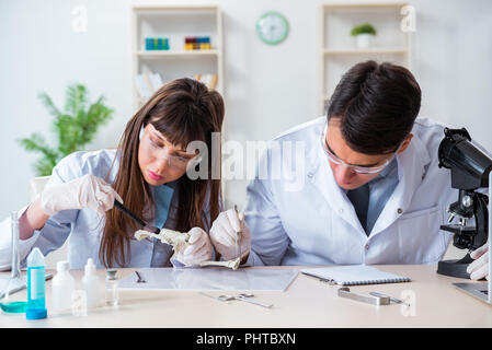 Paleontologists looking at bones of extinct animals Stock Photo