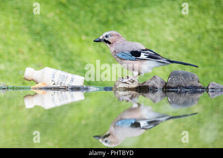 Jay foraging near a garden pool in mid Wales in late summer/early autumn Stock Photo