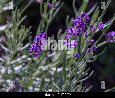 Lavender Flowers Blooming, Lavender Sprig,  Purple  Colour, Close-Up Photography, lavandula angustifolia hidcote flowers Stock Photo