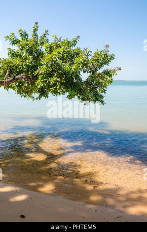 Beautiful landscape of tree growing over ocean with turquoise water at beach of Bijagos island Bubaque, Guinea Bissau, West Africa Stock Photo