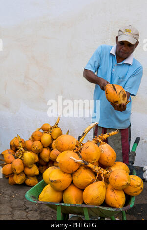 Vertical portrait of a man slicing a king coconut with a machete. Stock Photo