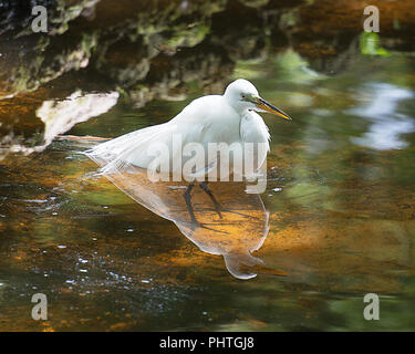 Great Egret bird showing his reflection on the water, taking a bath in the pond. Stock Photo