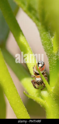 A Jumping Spider (Salticidae) patrols the garden to prey on tiny bugs. Stock Photo