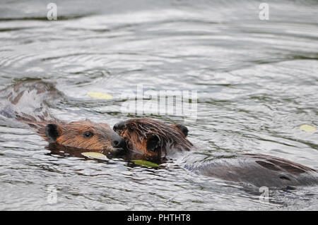 Beaver couple enjoying its surrounding. Stock Photo