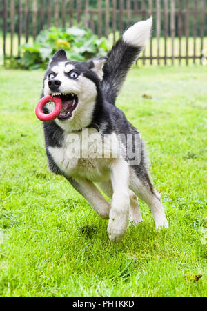 Cute siberian husky puppy play toy on grass. Cute dog Stock Photo ...