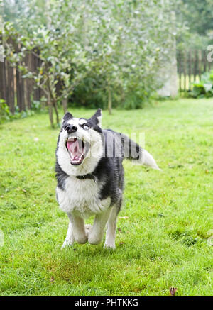 Puppy play with toy, Siberian Husky puppy Stock Photo - Alamy