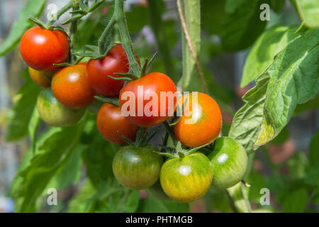 Close up of trusses of red and green cherry tomatoes ripening on the plants in the greenhouse in August, variety Gardener's Delight, England, UK. Stock Photo