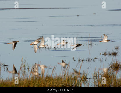 Flock of Redshank, Tringa totanus, flying over Morecambe Bay, Lancashire, UK Stock Photo