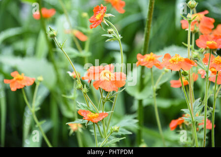 Red flower avens Geum aleppicum in the garden after rain Stock Photo