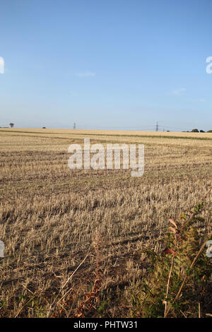 field of cut down wheat stubble after after wheat crop harvest pictured ...