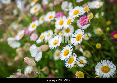 White and yellow daisies on a meadow Stock Photo