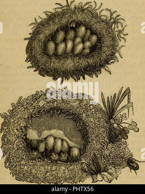 Gular Insects . Insect architecture : to which are added, miscellanies, on the ...