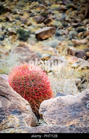 Red Barrel Cactus in Joshua Tree National Park Stock Photo