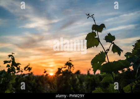 Vineyard in the Châteauneuf-du-Pape, Provence, France, Europe. Stock Photo