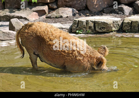 wild boar bathing in the pool Stock Photo