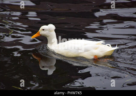 White crested duck, or Anas platyrhynchos domesticus, on River Stort in Sawbridgeworth Stock Photo