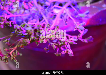 Cultivation of fresh basil and pepper with red and blue leds. The basil is grown without daylight, the leds provide light that plants need to grow.. Stock Photo