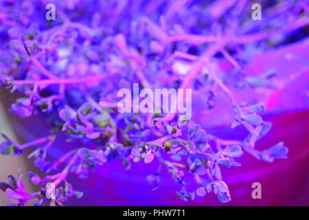 Cultivation of fresh basil and pepper with red and blue leds. The basil is grown without daylight, the leds provide light that plants need to grow.. Stock Photo