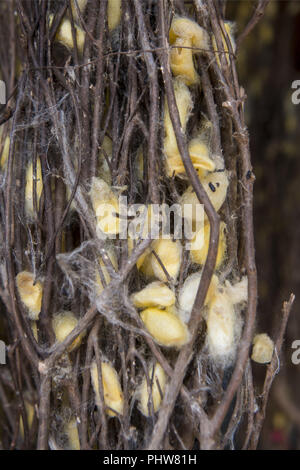 CAMBODIA PHNOM PENH SILK ISALND PRODUCTION Stock Photo