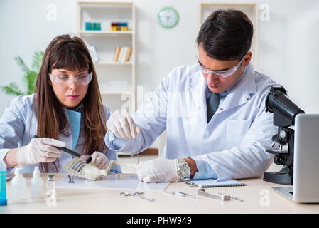 Paleontologists looking at bones of extinct animals Stock Photo