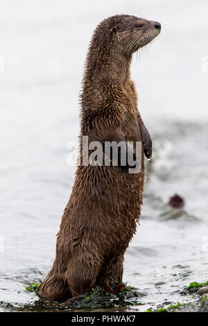 River otter, Lontra canadensis, on Port Townsend beach.