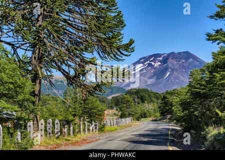 Araucaria forest, Reserva Nacional Malalcahuello-Nalcas, Araucania region, Chile Stock Photo