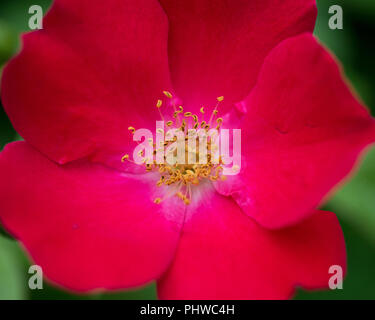 Macro shot of Rosa gallica, Gallic rose, French rose, rose of Provins in botanic garden Stock Photo