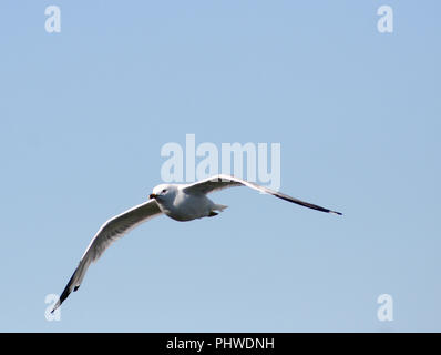 A white seagull, against a bright blue sky, using the upward movements of air thermals, to glide gracefully over the coast of an Atlantic Ocean beach. Stock Photo